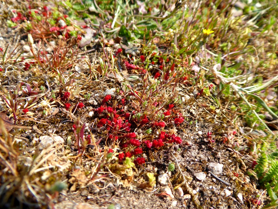 Crassula tillaea Lest.-Garl., 1903