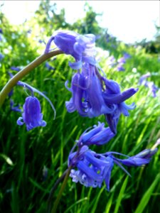 Hyacinthoides non-scripta (L.) Chouard ex Rothm., 1944