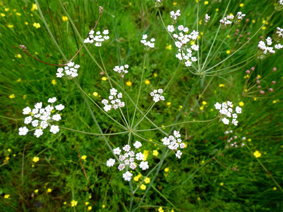 Trocdaris verticillatum (L.) Raf., 1840