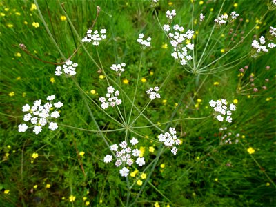 Trocdaris verticillatum (L.) Raf., 1840