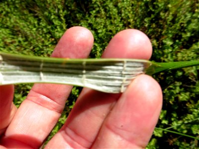 Juncus subnodulosus Schrank, 1789