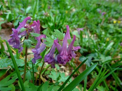 Corydalis solida (L.) Clairv., 1811