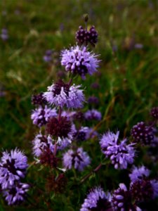 Mentha pulegium L., 1753