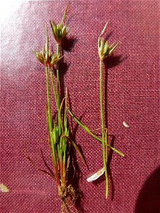 Juncus capitatus Weigel, 1772