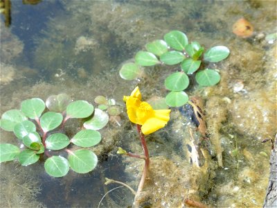 Utricularia australis R.Br., 1810