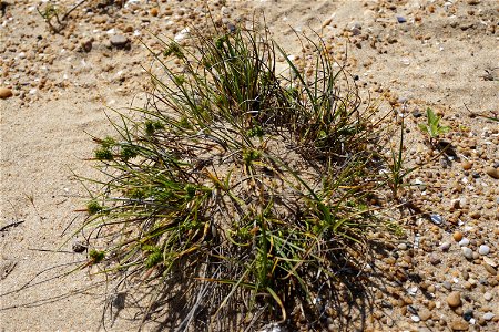 Carex extensa Gooden., 1794