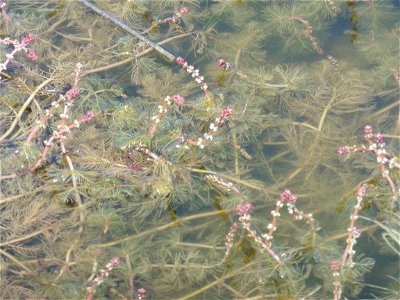 Myriophyllum spicatum L., 1753