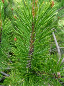 Pinus mugo subsp. uncinata (Ramond ex DC.) Domin, 1936