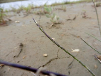 Parapholis incurva (L.) C.E.Hubb., 1946