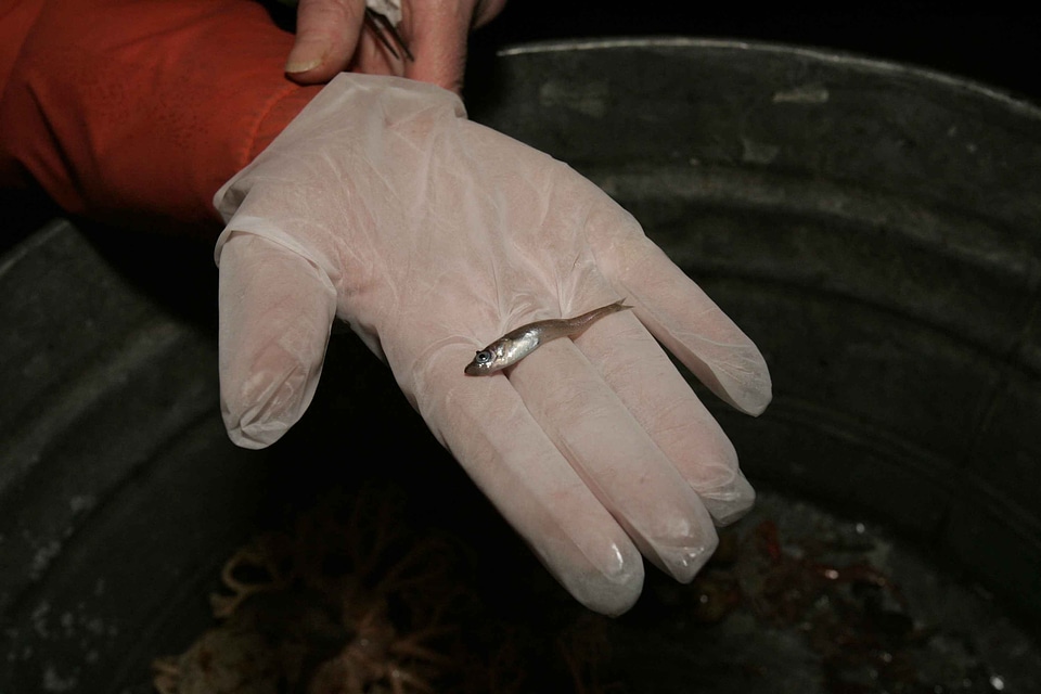 Fish holding leading