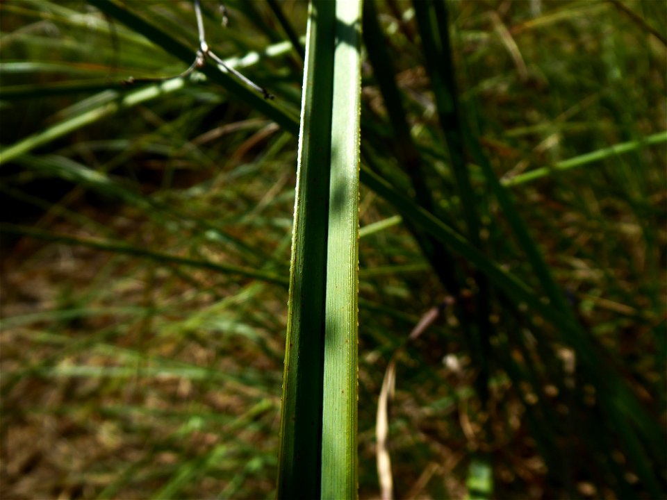 Cladium mariscus (L.) Pohl, 1809