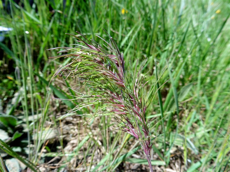 Poa bulbosa L., 1753