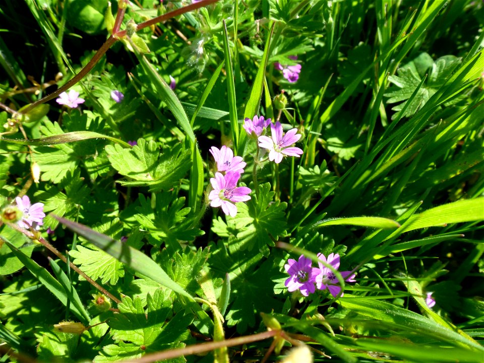 Geranium molle L., 1753