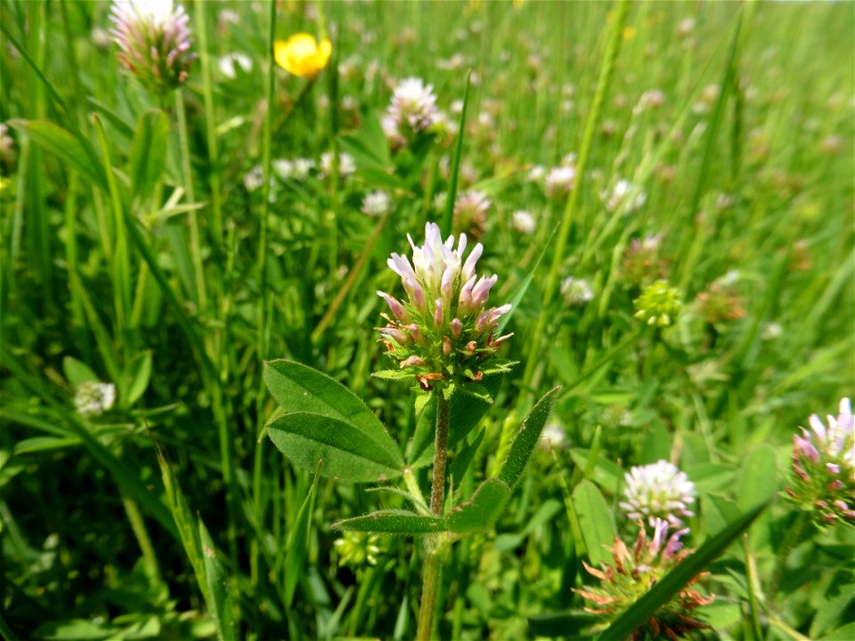 Trifolium squamosum L., 1759
