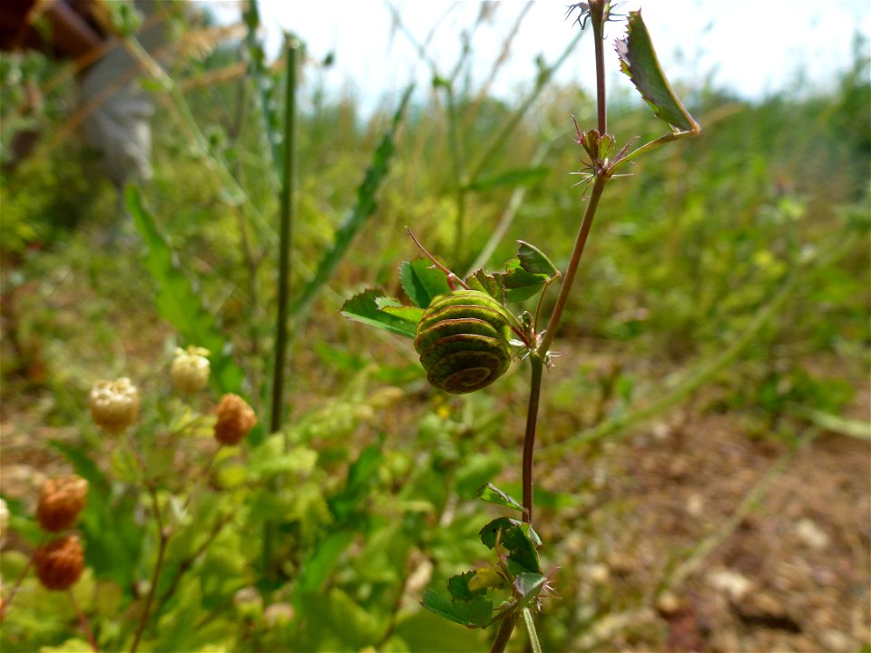Medicago orbicularis (L.) Bartal., 1776