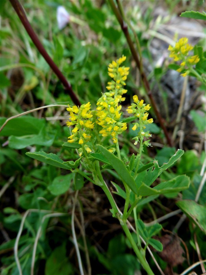 Melilotus indicus (L.) All., 1785
