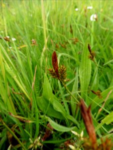 Carex caryophyllea Latourr., 1785