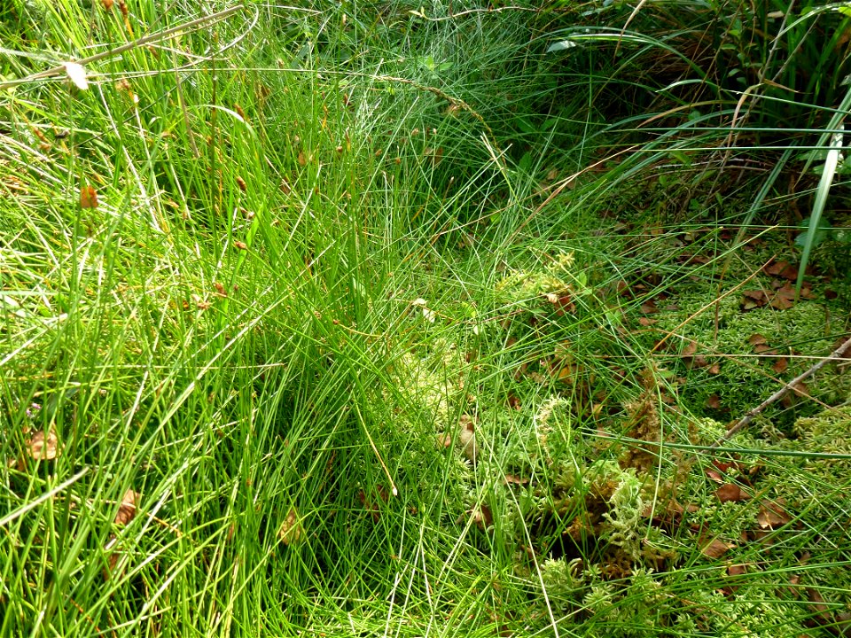 Eleocharis multicaulis (Sm.) Desv., 1818