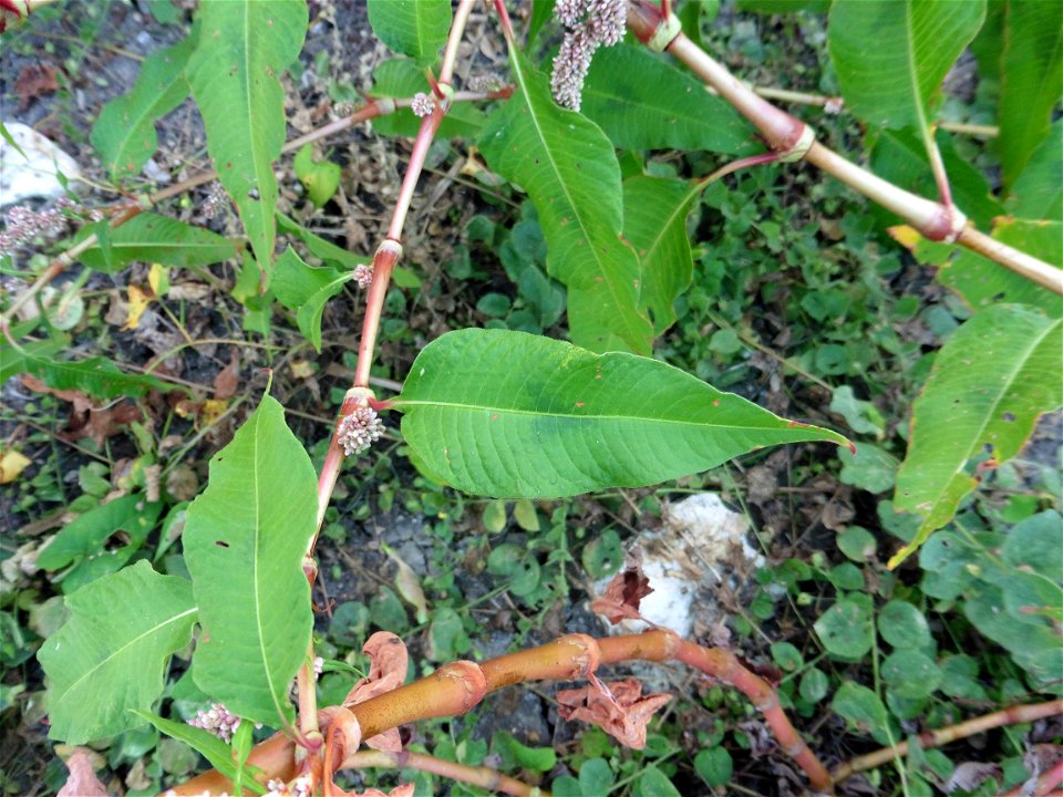 Persicaria maculosa Gray, 1821