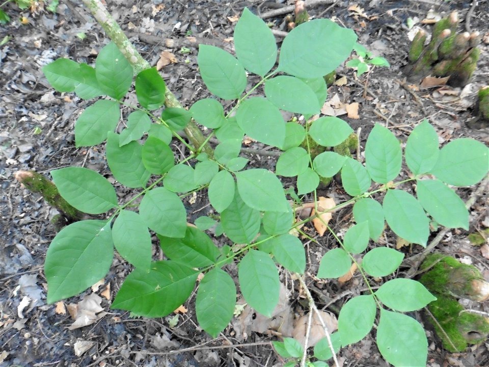 Fraxinus pennsylvanica Marshall, 1785