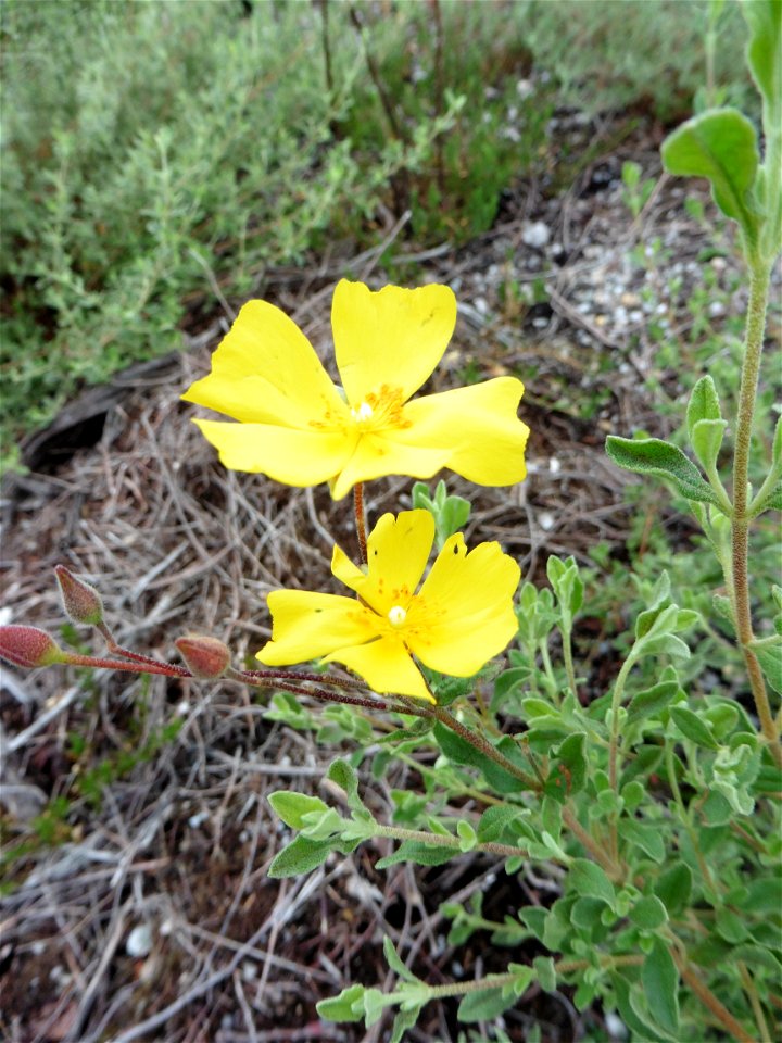 Cistus lasianthus subsp. alyssoides (Lam.) Demoly, 2006