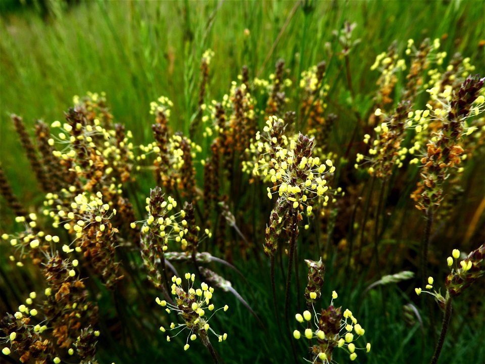 Plantago capitellata Ramond ex DC., 1805