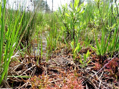 Drosera intermedia Hayne, 1798