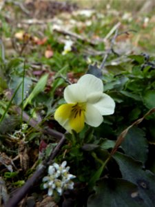 Viola arvensis Murray, 1770