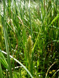 Carex rostrata Stokes, 1787