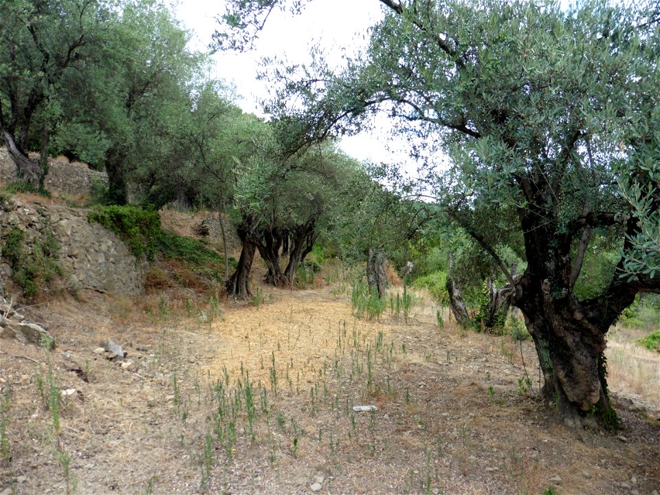 Olea europaea L., 1753