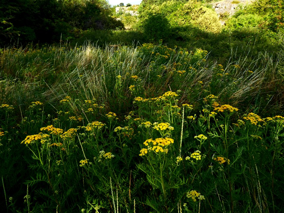 Tanacetum vulgare L., 1753