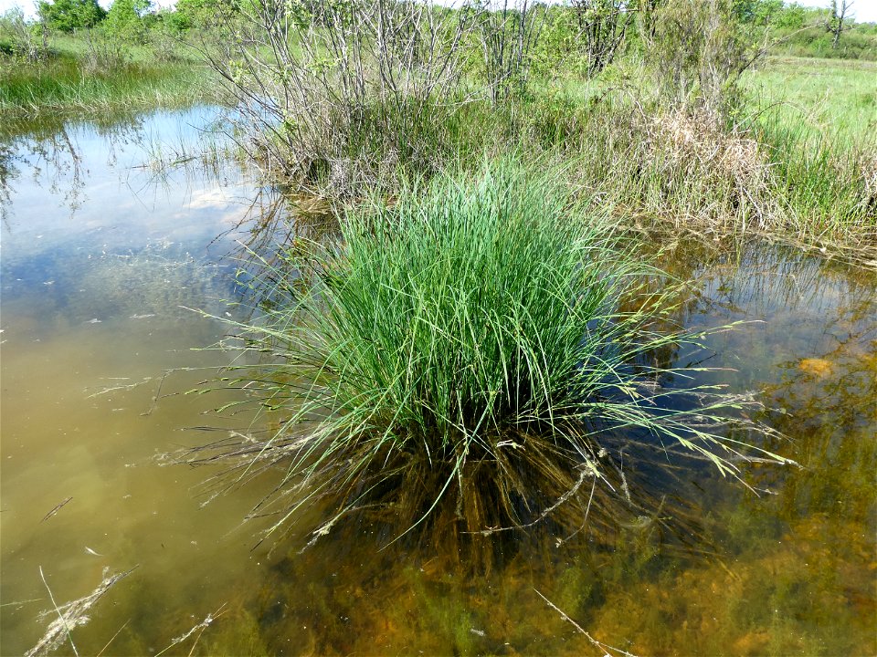 Carex elata All., 1785