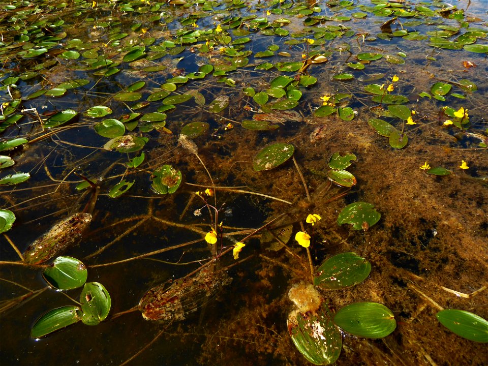 Utricularia australis R.Br., 1810