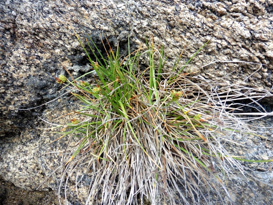 Carex extensa Gooden., 1794