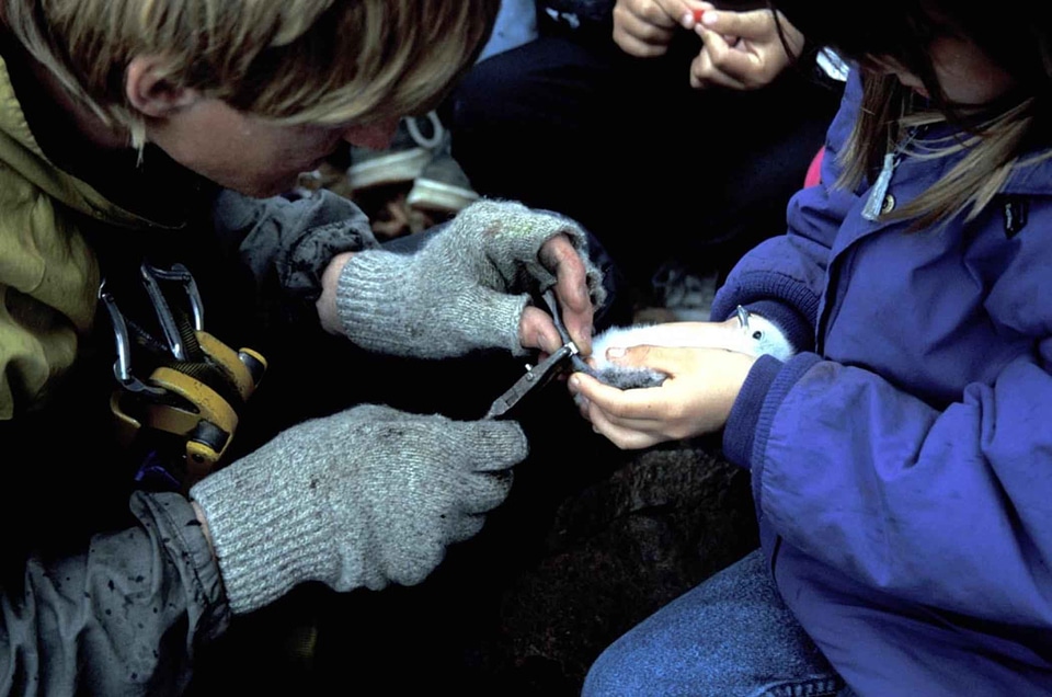 Bird labor marking