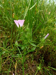 Malva setigera Spenn., 1829