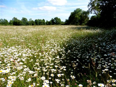 Prairie mésophile, Vendée