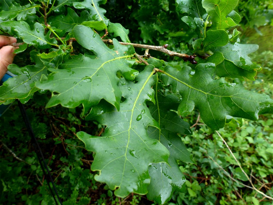 Quercus robur L., 1753