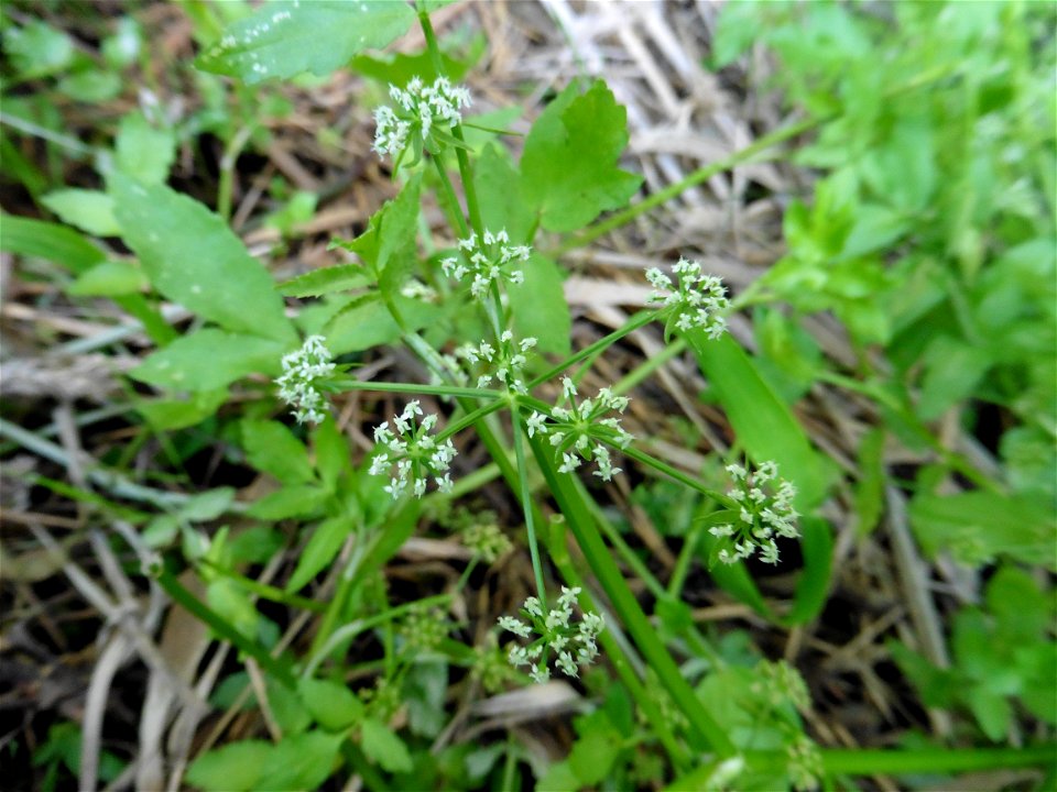 Helosciadium nodiflorum (L.) W.D.J.Koch, 1824
