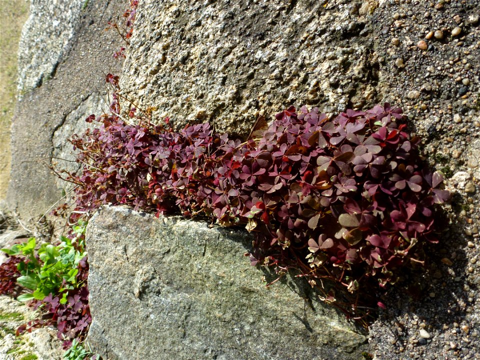 Oxalis corniculata cf.var. atropurpurea Planch., 1857