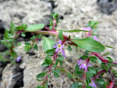 Lythrum tribracteatum Salzm. ex Spreng., 1827