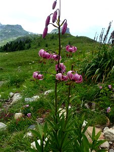 Lilium martagon L., 1753