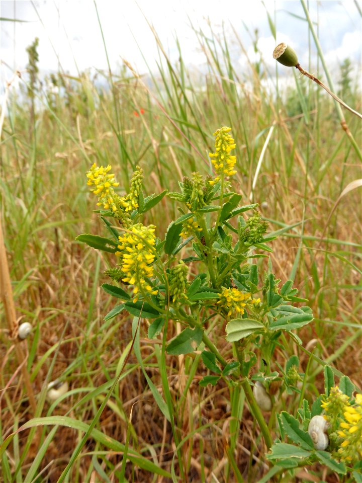 Melilotus indicus (L.) All., 1785