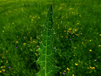 Cirsium dissectum (L.) Hill, 1768