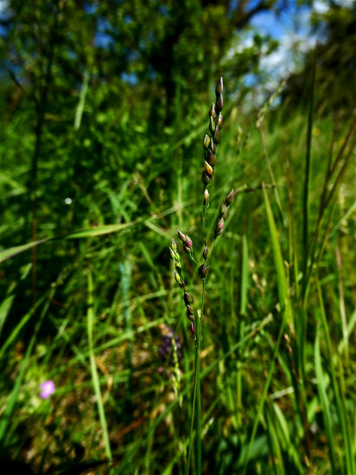 Milium vernale M.Bieb., 1808