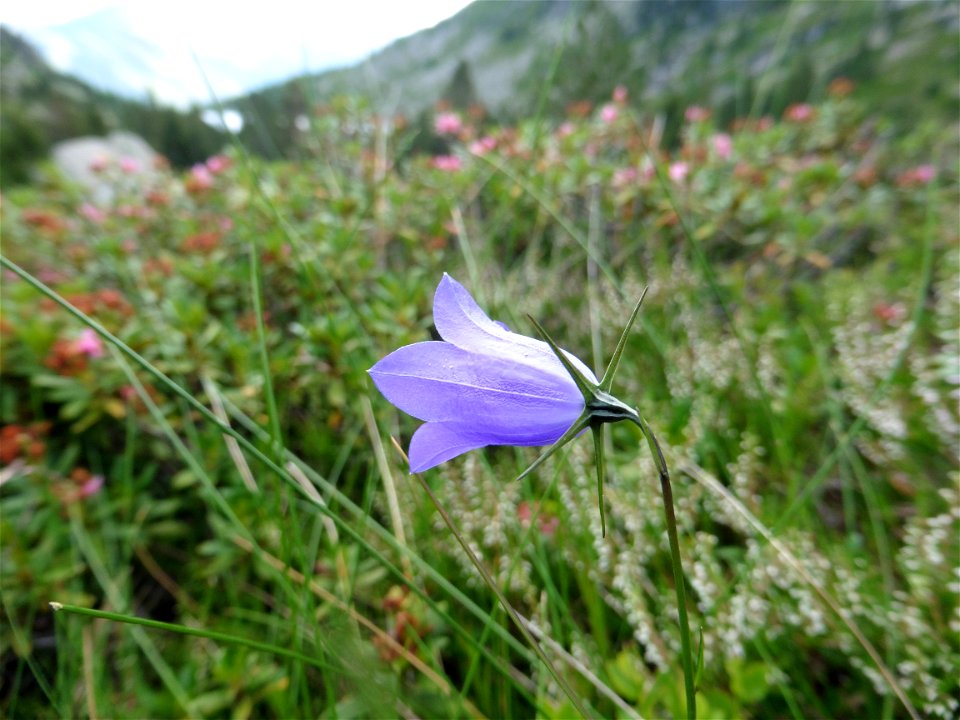 Campanula scheuchzeri Vill., 1779