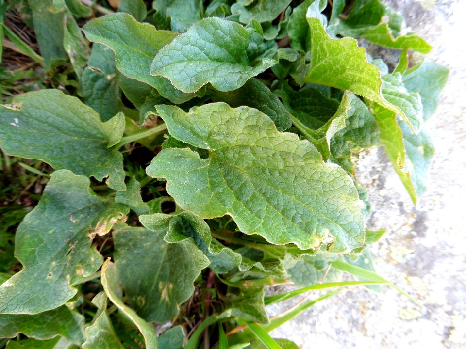 Blitum bonus-henricus (L.) C.A.Mey., 1829