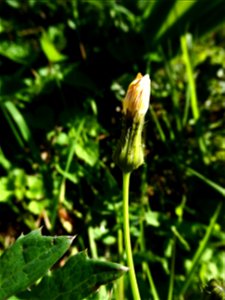 Sonchus oleraceus L., 1753