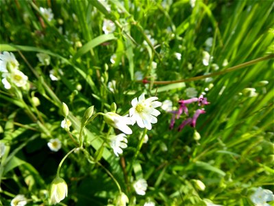 Stellaria holostea L., 1753
