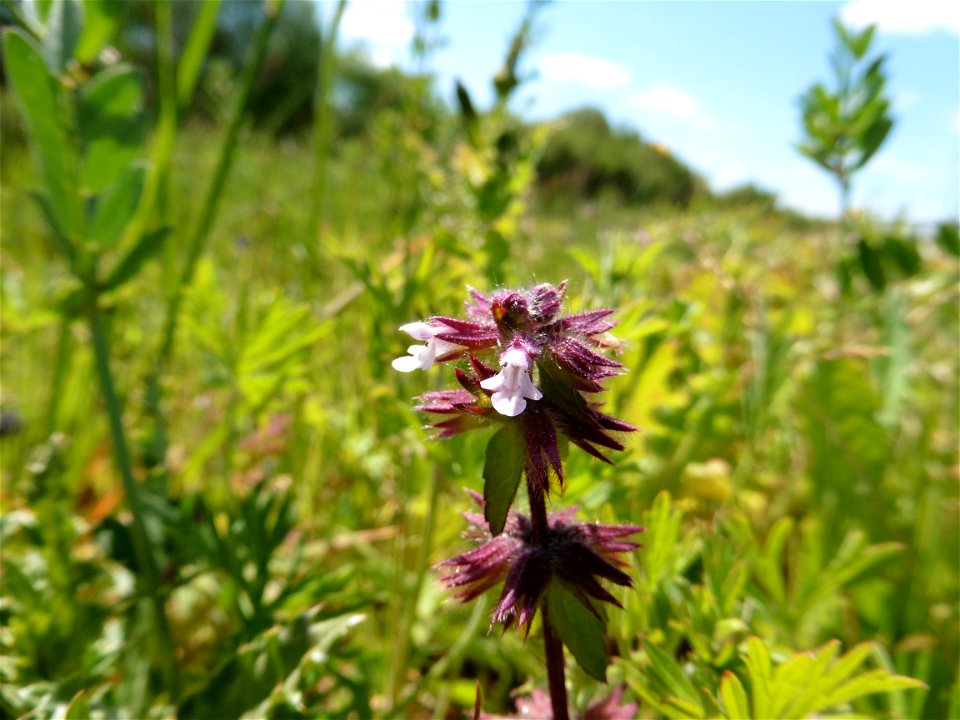 Stachys arvensis (L.) L., 1763